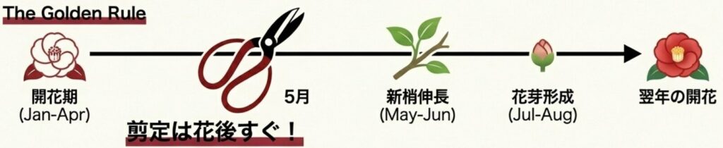 翌年も花を咲かせるための椿盆栽剪定サイクルと花芽分化の仕組み