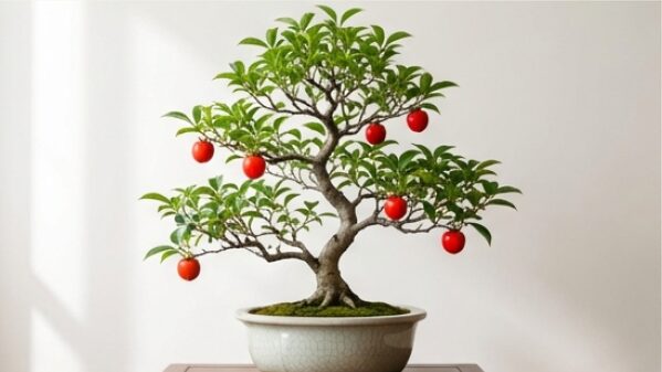 盆栽に適した豆柿の写真