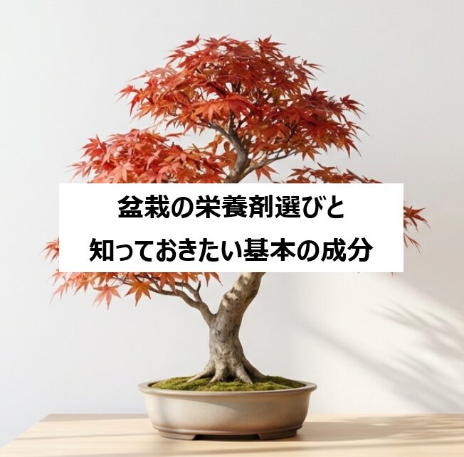 美しい紅葉の盆栽写真とともに「植物のリズムに合わせて無理なく育てる」というコンセプトを紹介するスライド
