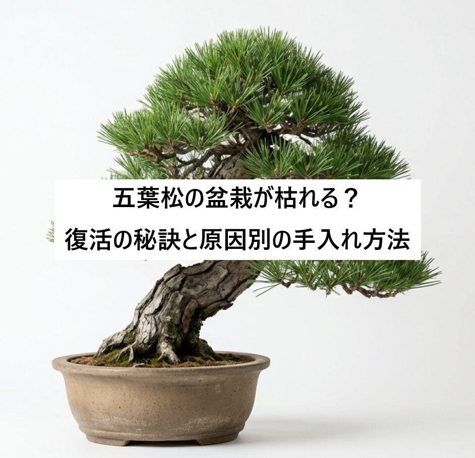 五葉松の盆栽の写真