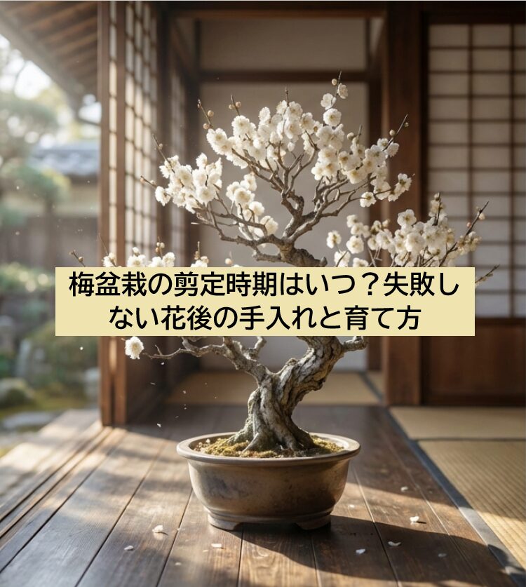 白い花が満開に咲いた梅の盆栽のアップ画像。幹の曲がりと苔の質感が美しい。