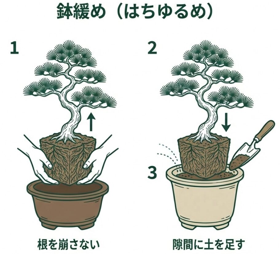 根鉢を崩さず一回り大きな鉢へ移し、隙間に土を足す鉢緩めの手順図