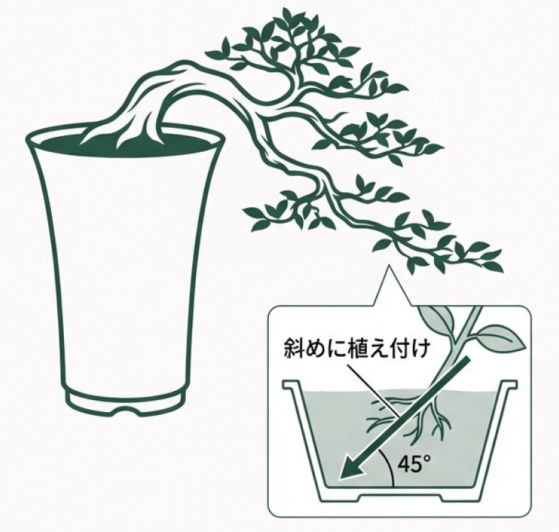 苗を45度の角度で斜めに植え付けて、滝のように垂れ下がる姿を作る方法の解説図。