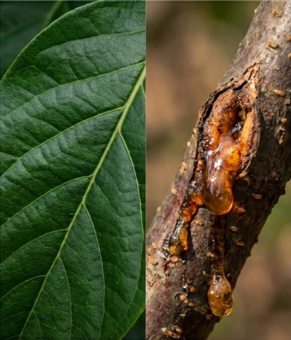 花が咲かない、ヤニが出る、葉が大きすぎるなどのトラブルに対する原因と対策
