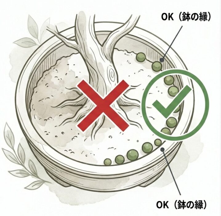 鉢の縁に沿って肥料を置く図解。栄養を吸う細かい根が集まる鉢の縁に置く理由と、場所をずらしてローテーションするコツを解説