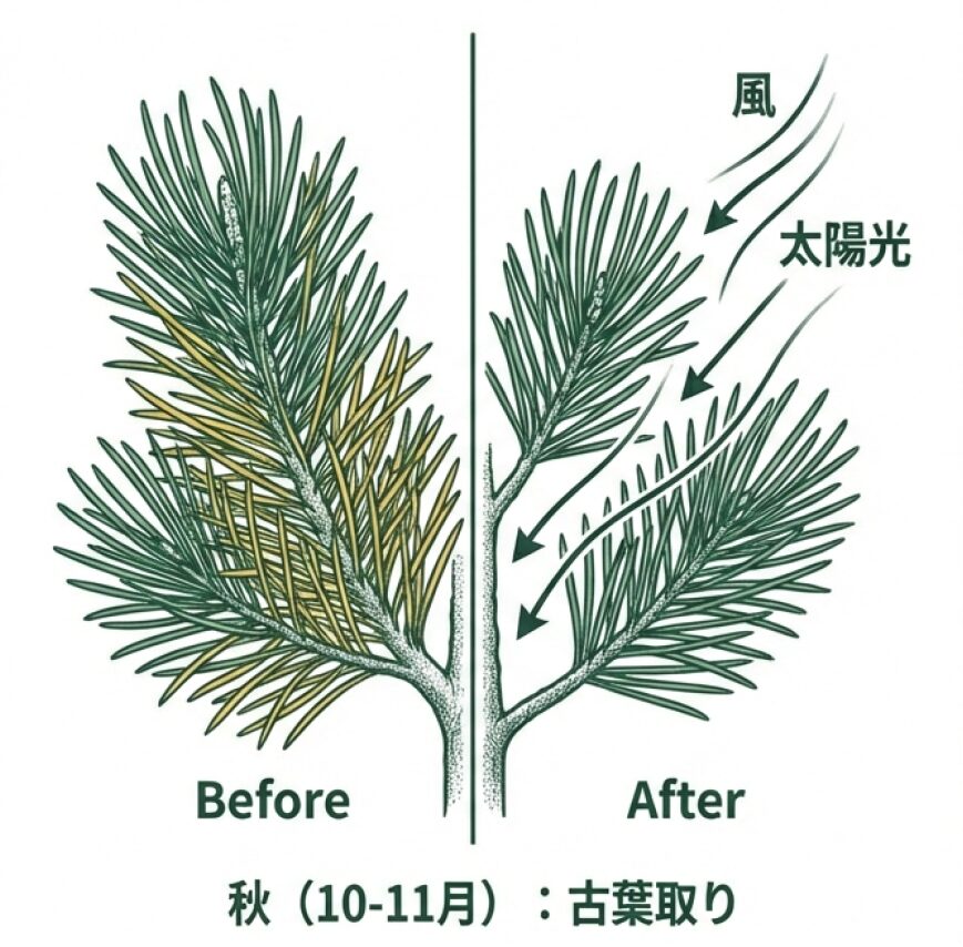 古い葉を取り除くことで枝内部に日光と風を通すビフォーアフター図