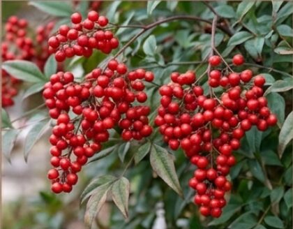 赤南天のイメージ