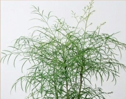 錦糸南天のイメージ