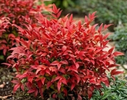 お多福南天のイメージ