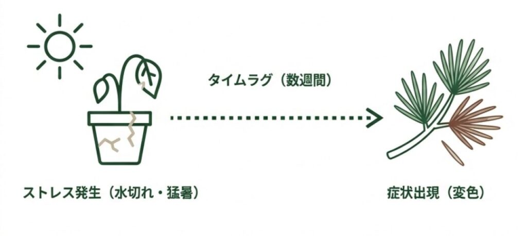 水切れや猛暑のストレスから変色などの症状が出るまで数週間のタイムラグがあることを示す図解