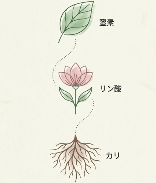 葉や茎を育てる窒素(N)、花や実をつけるリン酸(P)、根を強くするカリ(K)の役割を、葉・花・根のイラストで解説した図解