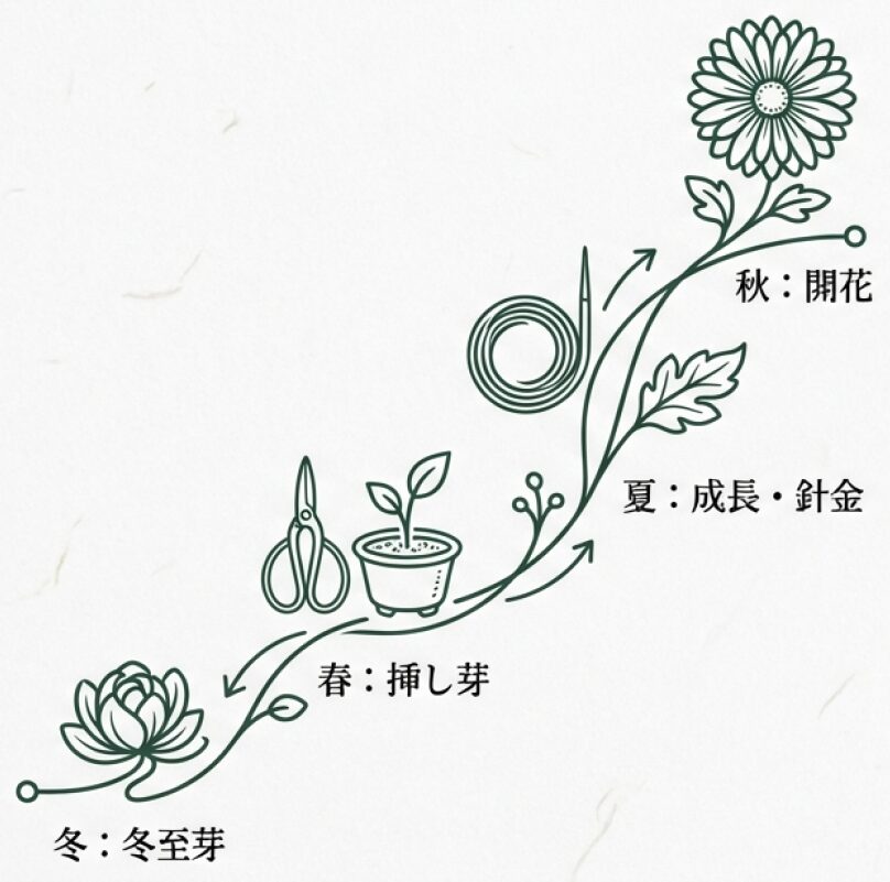 菊盆栽の1年間の流れ(春:挿し芽、夏:成長・針金、秋:開花、冬:冬至芽)を説明するスライド。