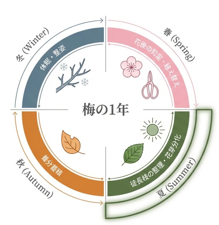 梅の1年のサイクル（花、枝の伸び、花芽形成、休眠）を時計回りの図解で示したイラスト