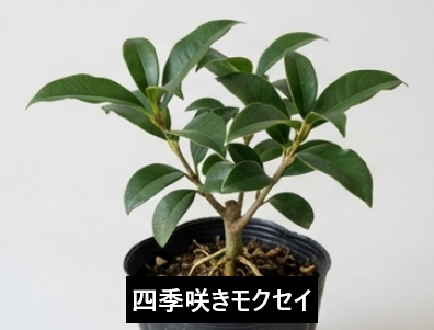 四季咲きモクセイがミニ盆栽に適している理由①