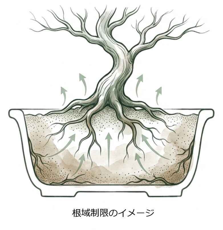 根域制限：鉢という「小さな地球」での成長コントロール