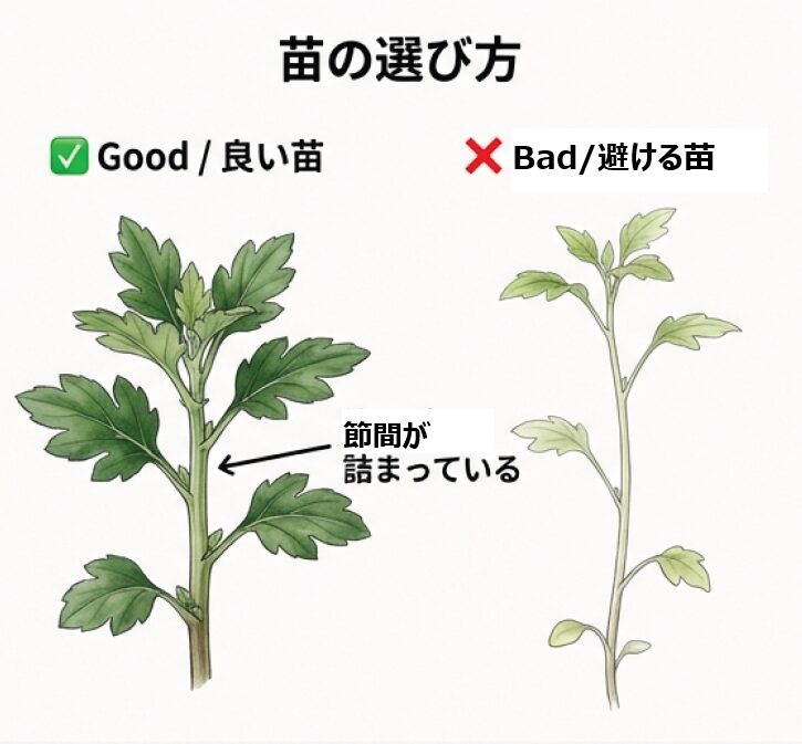 良い苗と避ける苗のイラスト比較。節間が詰まっているものが良い苗であると説明している。