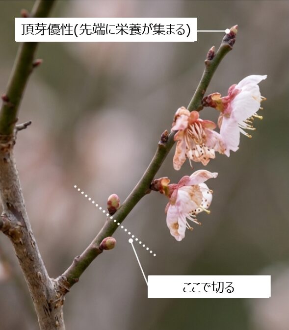 梅の枝の先端に栄養が集まる頂芽優性の説明と、内側の枝を活かすために短く切るポイントを示した写真