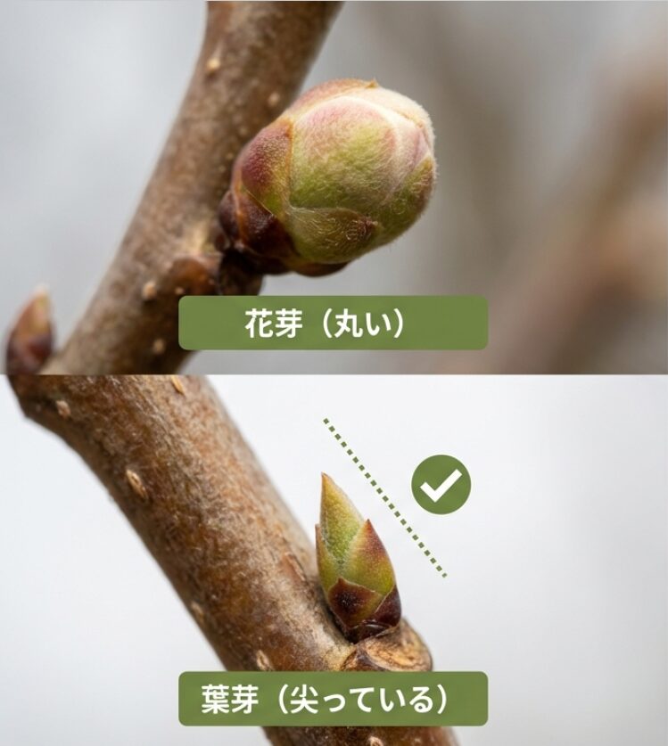 丸くてふっくらした花芽と、尖って小さい葉芽の比較写真。葉芽を残して切る位置を解説