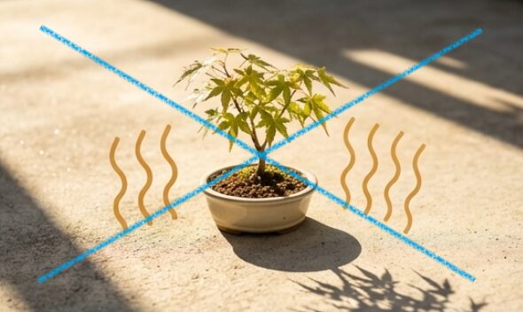 夏のコンクリートの照り返しから根を守るため、棚の上に置くことや半日陰へ移動させる重要性を解説①