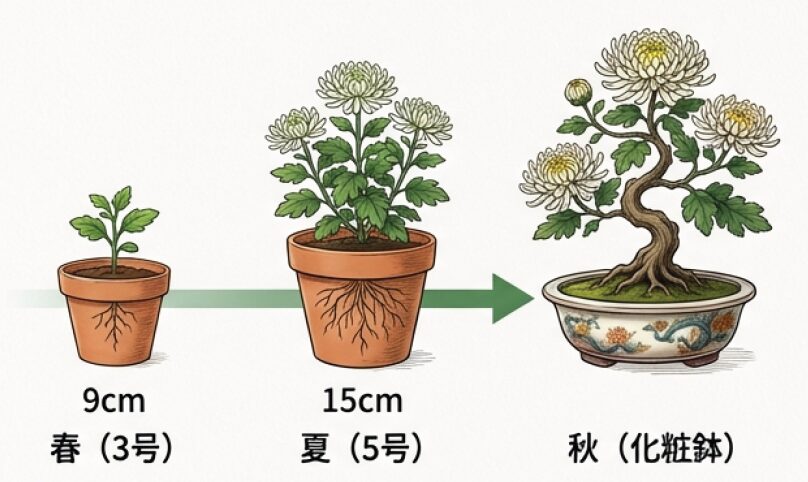成長に合わせて9cm鉢から15cm鉢、化粧鉢へとサイズアップする手順と根腐れリスクの注意。