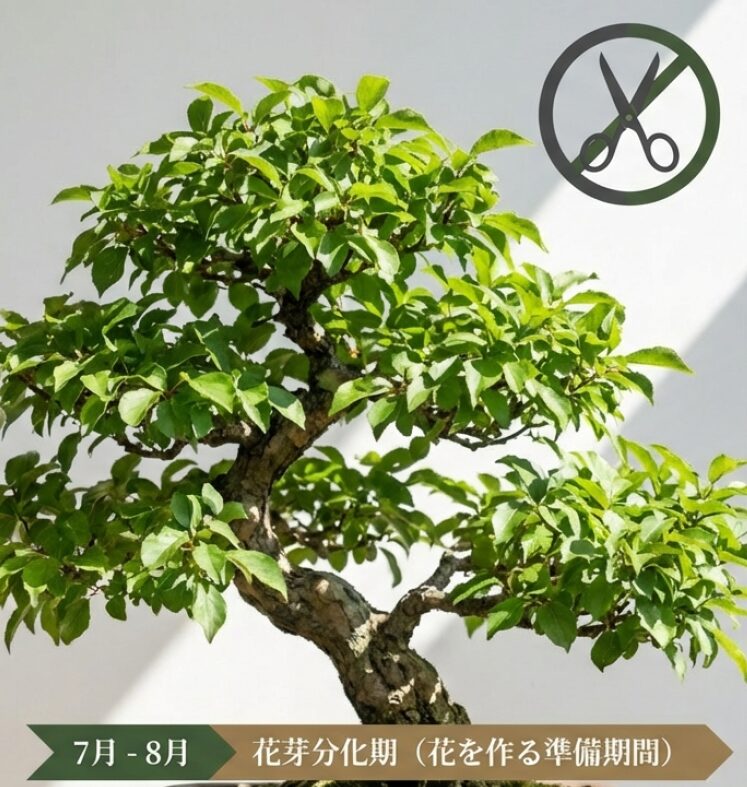 葉が茂った梅の木にハサミ禁止のマーク。7月から8月に来年の花芽ができる仕組みを解説