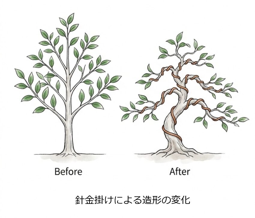まっすぐな木（Before）に針金を掛け、風雪に耐えた巨木のような姿（After）に変える造形の比較。