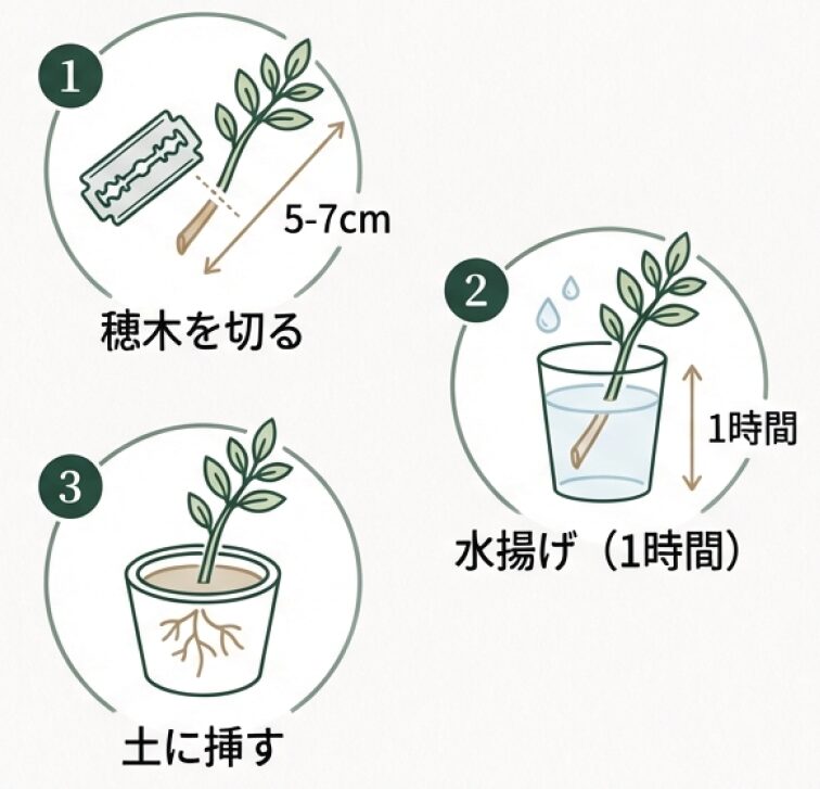 穂木を切る(5-7cm)、水揚げ(1時間)、土に挿すという挿し芽の3ステップ図解。