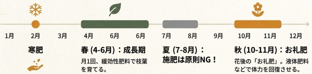 2月の寒肥、春の成長期、秋のお礼肥など、金木犀の年間肥料プランを示すタイムライン