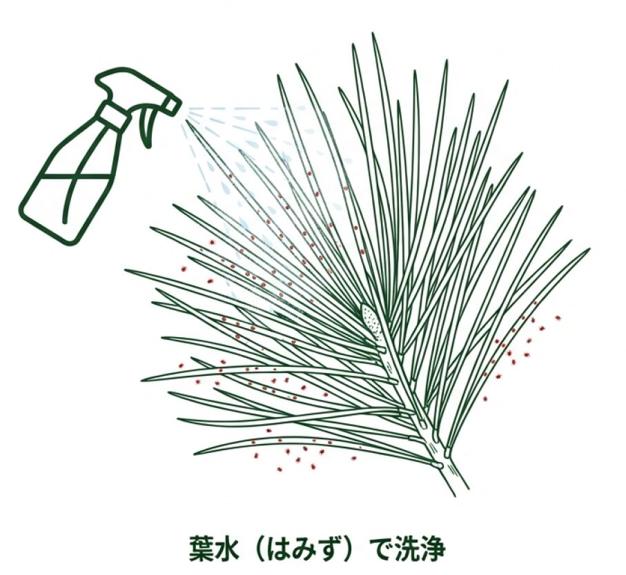 霧吹きで葉の裏側まで濡らし、ハダニを物理的に洗い流す手順のイラスト