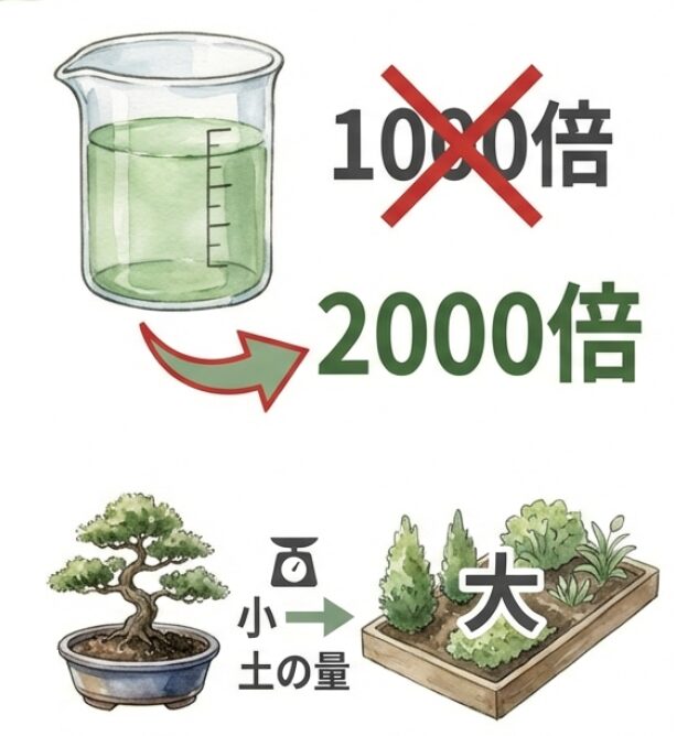 1000倍と表示されていれば2000倍に薄める。鉢の土が少ない盆栽では、濃い肥料が根の水分を奪うリスクを説明する図解