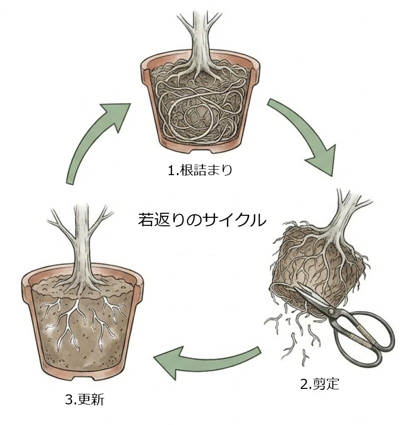 根詰まりした状態から根を整理し、新しい土へ更新することで樹全体が若返るステップを示す図。