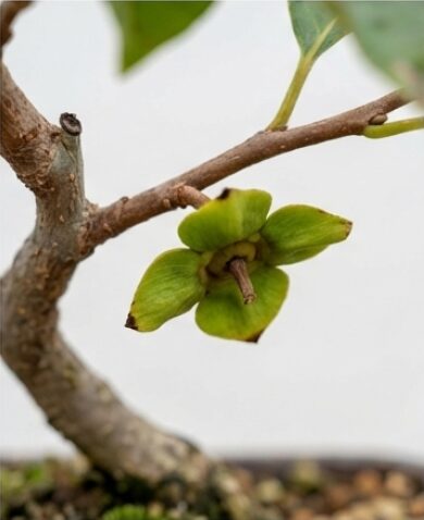 カキノヘタムシガの被害果の特徴