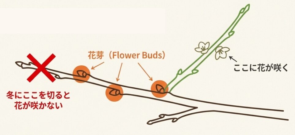前年枝の先端に花芽がつく仕組みと、冬に先端を切り詰めない剪定の注意点を示す図解