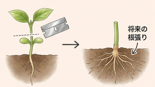 柿の種の湿潤低温処理の方法と、直根を切って根張りを良くする軸切り挿し芽のイラスト解説