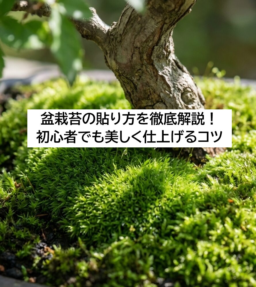 美しく苔が貼られた盆栽の根元のアップ写真。瑞々しい緑の苔が土を覆い、樹の重厚感を引き立てている様子
