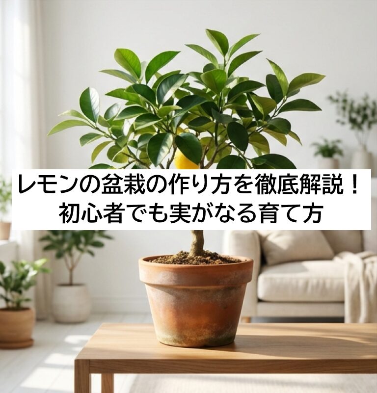 鉢植えで黄色い実をつけたレモン盆栽の完成イメージ。