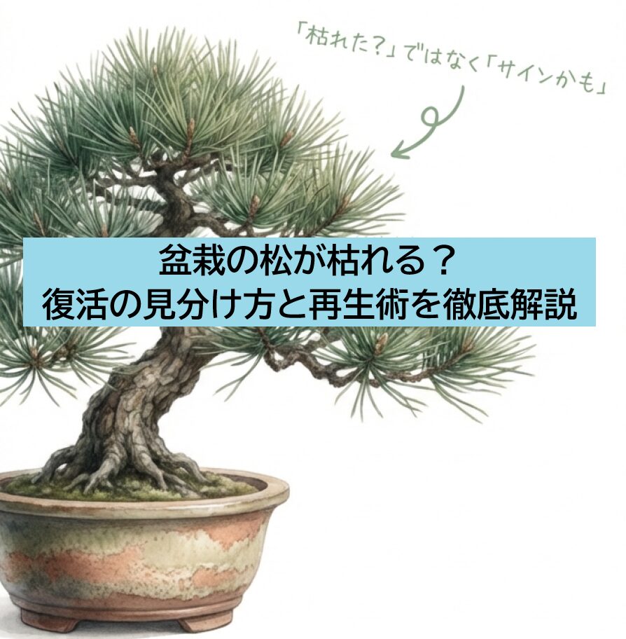 松の盆栽が枯れそうな時の生存診断方法や原因の切り分け、応急処置について解説するガイドの表紙スライド。