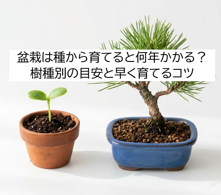 小さな鉢に植えられた、芽吹いて数年の若い盆栽の様子。