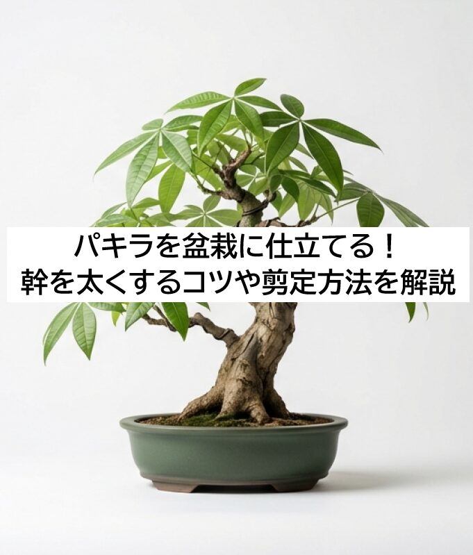 パキラ盆栽の魅力とメリット（丈夫で成長が早く、初心者でも自分好みの形に仕立てられること）を説明するスライド。