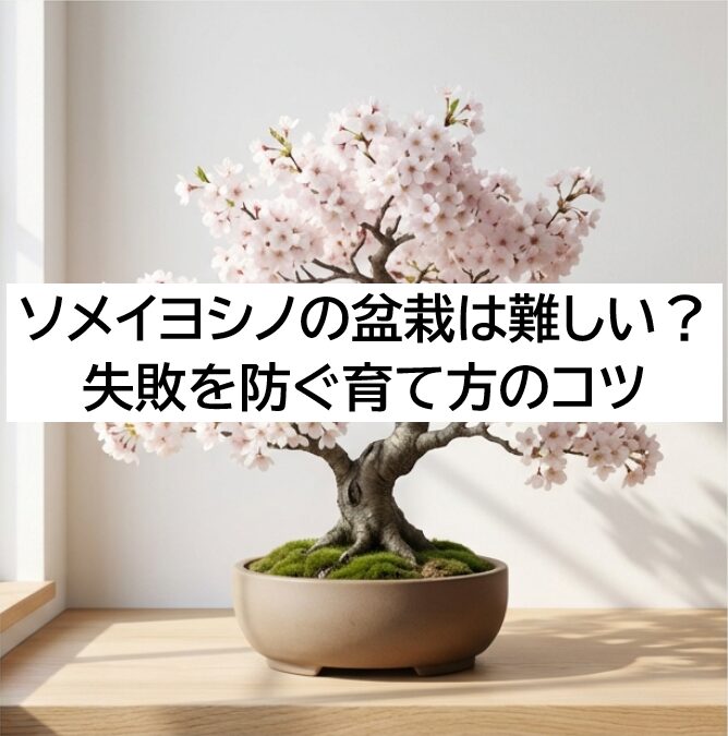 ソメイヨシノの盆栽の完成イメージ