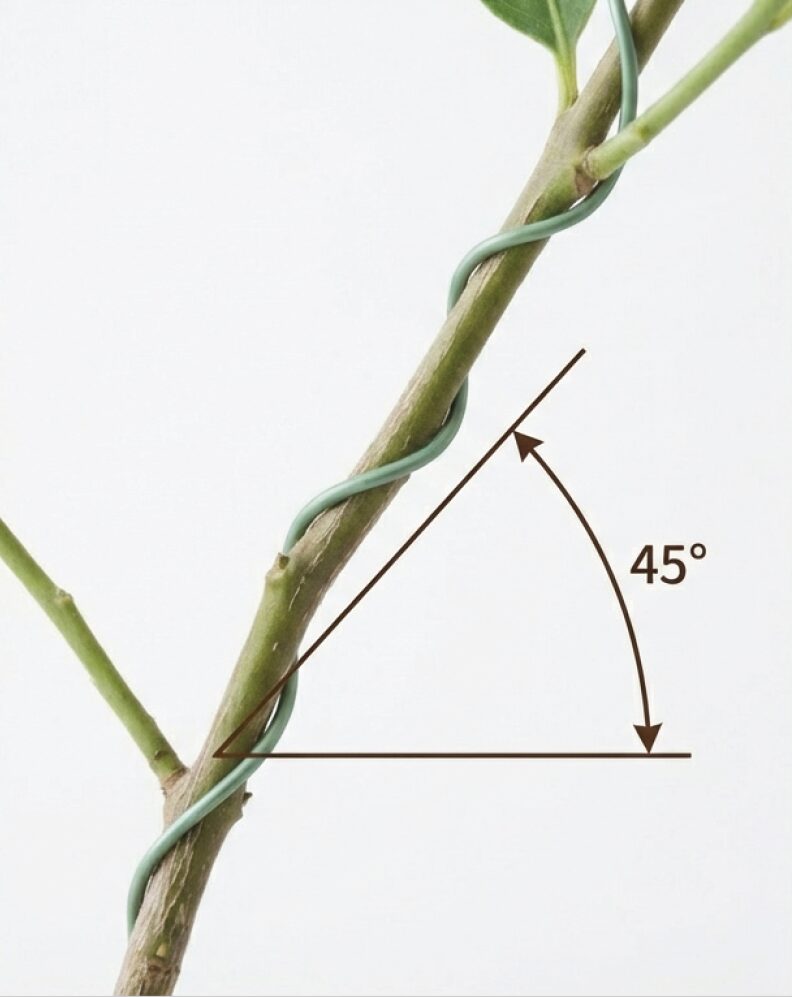 若い枝にアルミ線を45度の角度で巻き上げ、ゆっくりと曲げる針金かけの解説