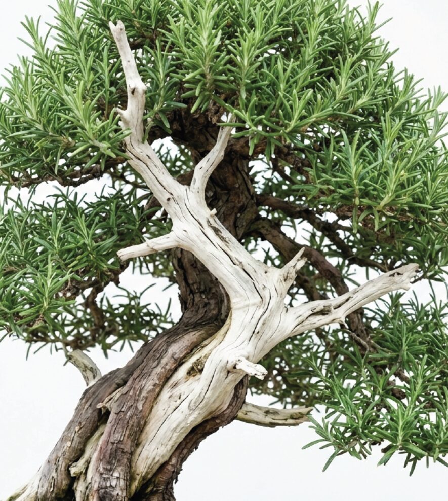 枯れた枝の皮を剥ぎ、白骨化したように見せる盆栽の古色演出技法「ジン」の例