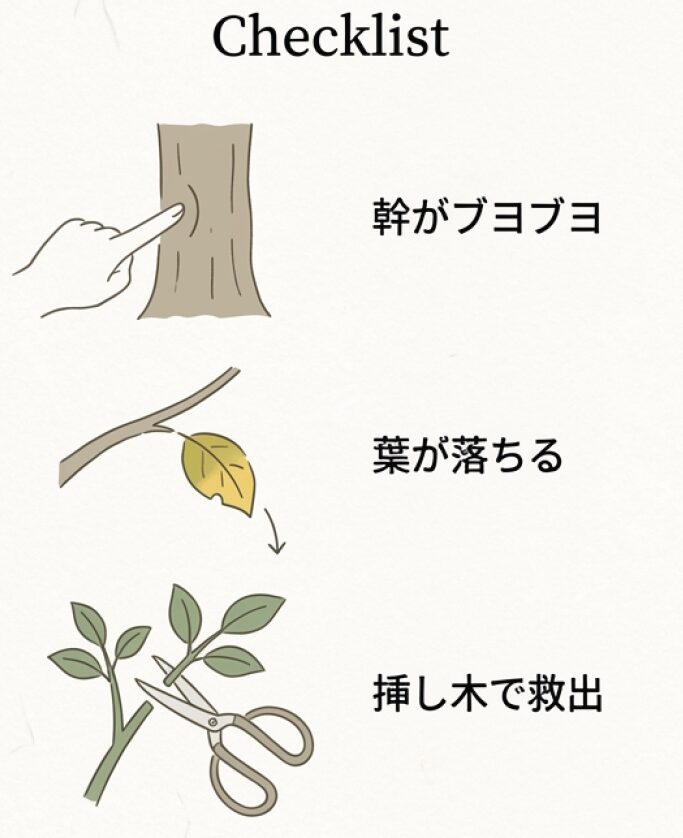 幹がブヨブヨするなどの根腐れサインの診断と、健康な枝をカットして挿し木で再生させる手順を解説するイメージ図。