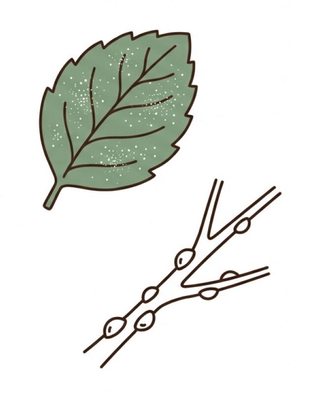 うどんこ病やカイガラムシなどのイメージイラスト。