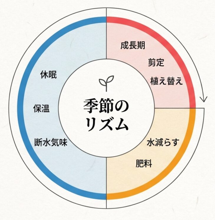 5月〜7月の成長期と冬の休眠期に合わせた、水やり・肥料・作業（剪定等）の年間スケジュールをまとめた解説図。