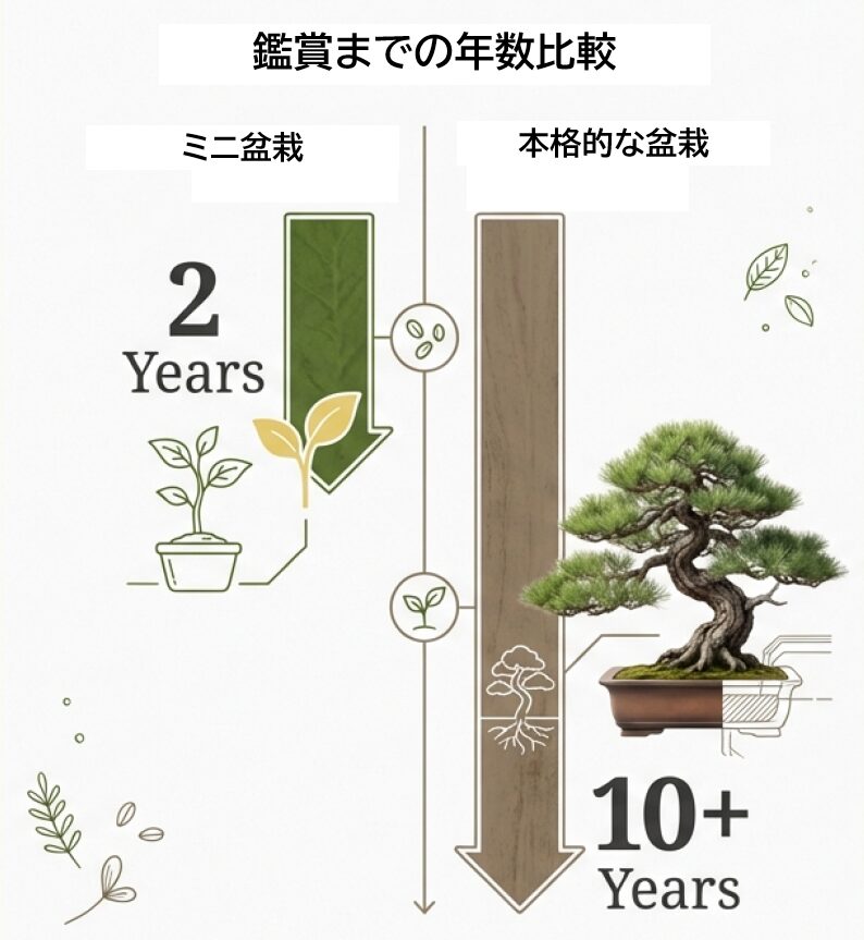 ミニ盆栽は2年から、本格的な盆栽は10年以上という、スタイルによる完成までの年数差を示した比較図。