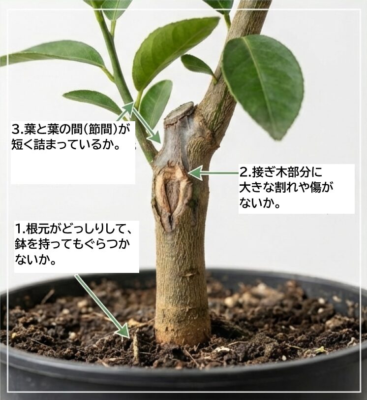 良い苗木の見分け方として、1.根元の安定感、2.接ぎ木部分の状態、3.節間の詰まり方を説明する画像。