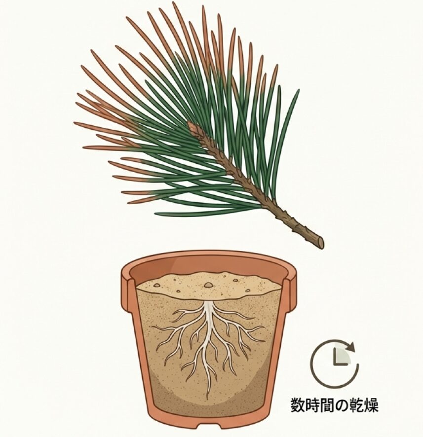 葉先が茶色くなる水不足の症状と、数時間の乾燥が細根にダメージを与える「生理的乾燥」のイラスト