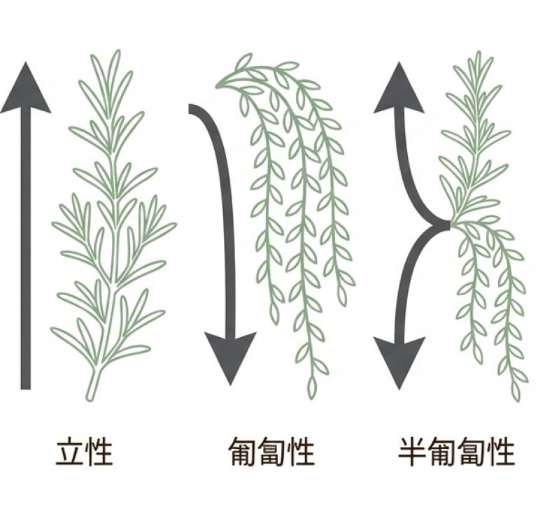 ローズマリーの3つの成長スタイル(立性、匍匐性、半匍匐性)と品種例の図解