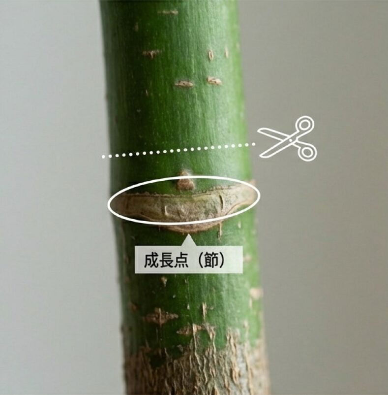 枝の節（成長点）の数ミリ上をカットすることで、新芽の伸びる方向をコントロールする剪定のコツを解説するイメージ画像。